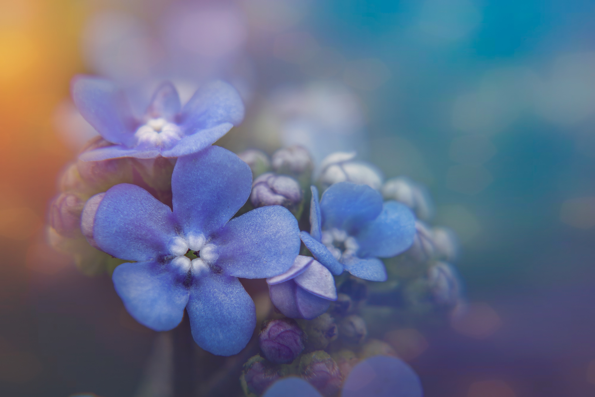 Blooming forget me not flowers with delicate petals in garden